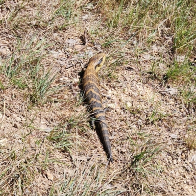 Tiliqua scincoides scincoides (Eastern Blue-tongue) at Latham, ACT - 26 Sep 2023 by NathanaelC