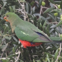 Alisterus scapularis (Australian King-Parrot) at Conder, ACT - 2 Apr 2023 by MichaelBedingfield