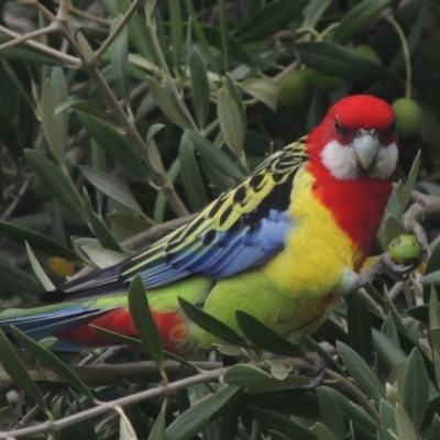 Platycercus eximius (Eastern Rosella) at Pollinator-friendly garden Conder - 2 Apr 2023 by michaelb