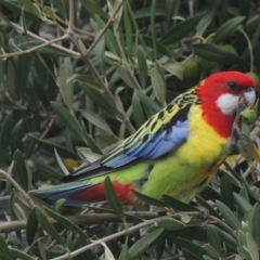 Platycercus eximius at Conder, ACT - 2 Apr 2023 12:25 PM