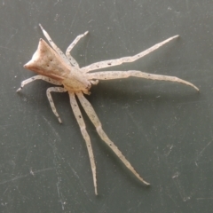 Sidymella trapezia (Trapezoid Crab Spider) at Pollinator-friendly garden Conder - 2 Apr 2023 by michaelb