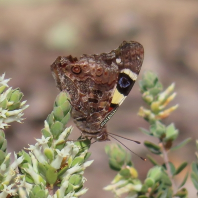Vanessa itea (Yellow Admiral) at Canberra Central, ACT - 25 Sep 2023 by MatthewFrawley