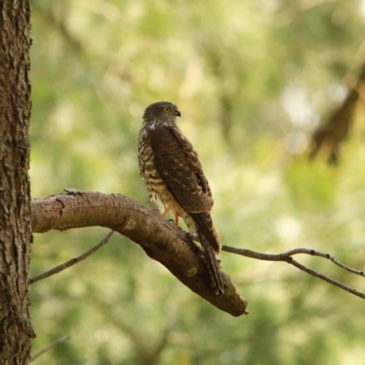 Accipiter cirrocephalus (Collared Sparrowhawk) at Umbagong District Park - 26 Sep 2023 by NathanaelC