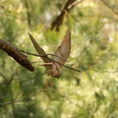 Tachyspiza cirrocephala at Latham, ACT - 26 Sep 2023