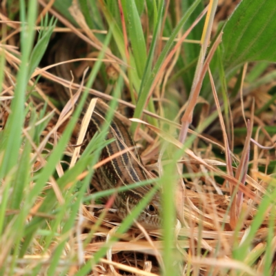 Ctenotus robustus (Robust Striped-skink) at Umbagong District Park - 26 Sep 2023 by NathanaelC