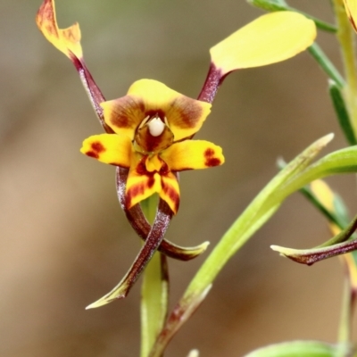 Diuris maculata at Medway, NSW - 26 Sep 2023 by Snowflake