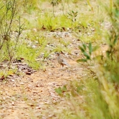 Cinclosoma punctatum (Spotted Quail-thrush) at Medway, NSW - 26 Sep 2023 by Snowflake