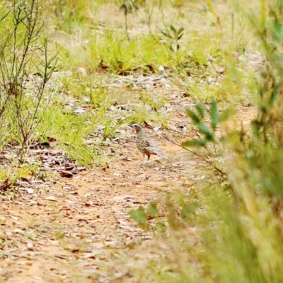 Cinclosoma punctatum (Spotted Quail-thrush) at Medway, NSW - 26 Sep 2023 by Snowflake