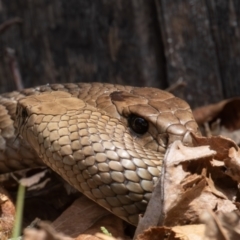 Pseudonaja textilis (Eastern Brown Snake) at Kambah, ACT - 26 Sep 2023 by rawshorty