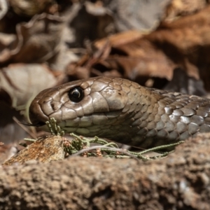 Pseudonaja textilis at Kambah, ACT - suppressed