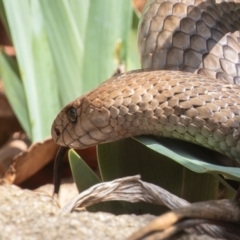 Pseudonaja textilis at Kambah, ACT - suppressed