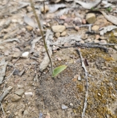 Glossodia major at Carwoola, NSW - suppressed