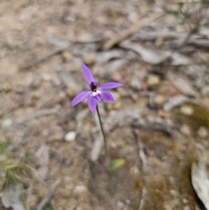 Glossodia major at Carwoola, NSW - suppressed