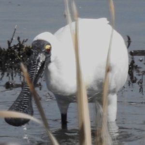 Platalea regia at Fyshwick, ACT - 26 Sep 2023