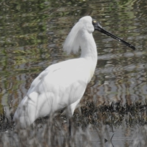 Platalea regia at Fyshwick, ACT - 26 Sep 2023 09:44 AM