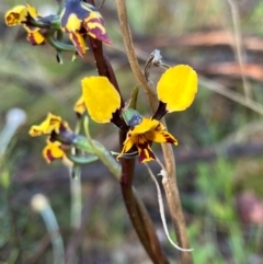 Diuris pardina (Leopard Doubletail) at Karabar, NSW - 25 Sep 2023 by Youspy