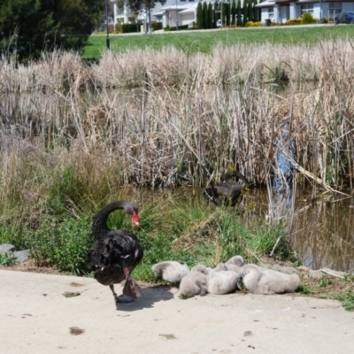 Cygnus atratus (Black Swan) at Yerrabi Pond - 23 Sep 2023 by TrishGungahlin