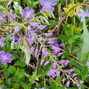 Wisteria sinensis at Jerrabomberra, ACT - 26 Sep 2023