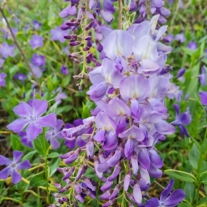 Wisteria sinensis at Jerrabomberra, ACT - 26 Sep 2023