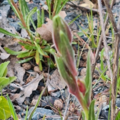 Oenothera stricta subsp. stricta (Common Evening Primrose) at Jerrabomberra, ACT - 26 Sep 2023 by Mike