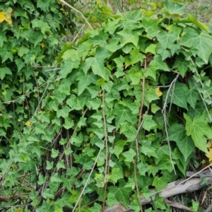 Hedera hibernica at Symonston, ACT - 26 Sep 2023 05:09 PM