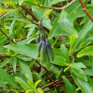 Billardiera heterophylla at Jerrabomberra, ACT - 26 Sep 2023