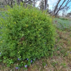 Billardiera heterophylla at Jerrabomberra, ACT - 26 Sep 2023