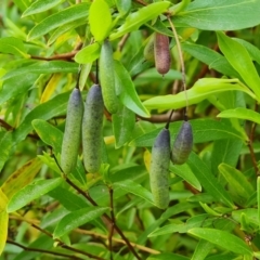 Billardiera heterophylla at Jerrabomberra, ACT - 26 Sep 2023