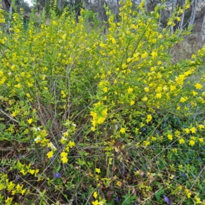 Jasminum mesnyi at Jerrabomberra, ACT - 26 Sep 2023 by Mike