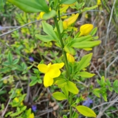 Jasminum mesnyi at Jerrabomberra, ACT - 26 Sep 2023 05:01 PM