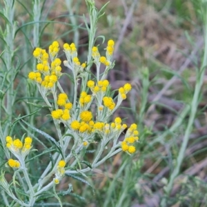 Chrysocephalum semipapposum at Symonston, ACT - 26 Sep 2023