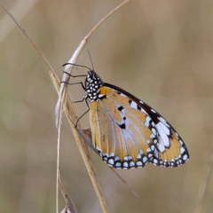 Danaus petilia (Lesser wanderer) at Higgins, ACT - 26 Sep 2023 by Trevor