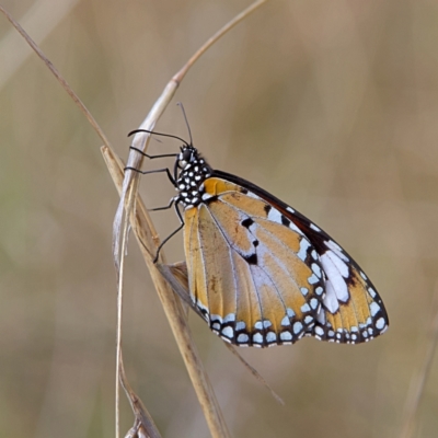 Danaus petilia (Lesser wanderer) at Higgins, ACT - 26 Sep 2023 by Trevor