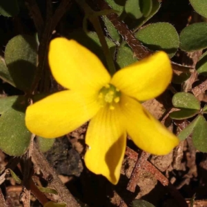 Oxalis sp. at O'Connor, ACT - 25 Sep 2023