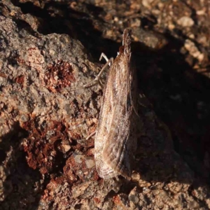 Eudonia cleodoralis at O'Connor, ACT - 25 Sep 2023