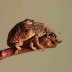 Gonipterus suturalis (Eucalypt weevil) at O'Connor, ACT - 24 Sep 2023 by ConBoekel