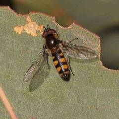 Melangyna viridiceps (Hover fly) at O'Connor, ACT - 24 Sep 2023 by ConBoekel