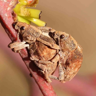 Gonipterus scutellatus (Eucalyptus snout beetle, gum tree weevil) at O'Connor, ACT - 24 Sep 2023 by ConBoekel