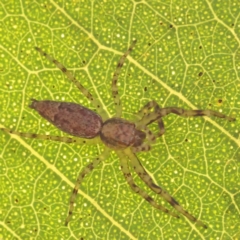 Helpis minitabunda (Threatening jumping spider) at O'Connor, ACT - 25 Sep 2023 by ConBoekel