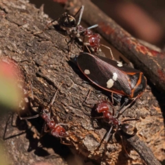 Eurymela fenestrata (Gum tree leafhopper) at O'Connor, ACT - 25 Sep 2023 by ConBoekel