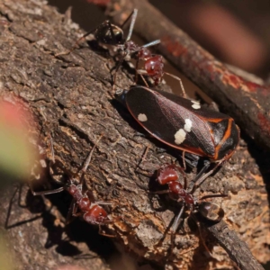 Eurymela fenestrata at O'Connor, ACT - 25 Sep 2023 09:52 AM