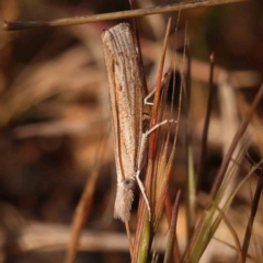 Culladia cuneiferellus (Crambinae moth) at O'Connor, ACT - 25 Sep 2023 by ConBoekel