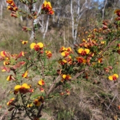 Dillwynia phylicoides (A Parrot-pea) at Canberra Central, ACT - 25 Sep 2023 by MatthewFrawley