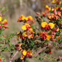 Dillwynia phylicoides at Canberra Central, ACT - 25 Sep 2023