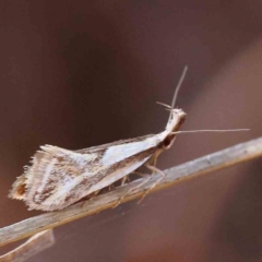 Thema macroscia (A concealer moth) at O'Connor, ACT - 25 Sep 2023 by ConBoekel