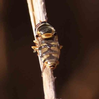 Simosyrphus grandicornis (Common hover fly) at O'Connor, ACT - 25 Sep 2023 by ConBoekel