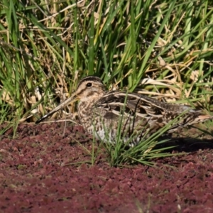 Gallinago hardwickii at Fyshwick, ACT - 26 Sep 2023