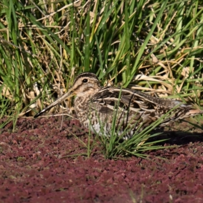 Gallinago hardwickii (Latham's Snipe) at Jerrabomberra Wetlands - 26 Sep 2023 by davidcunninghamwildlife