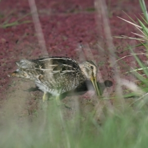 Gallinago hardwickii at Fyshwick, ACT - 26 Sep 2023