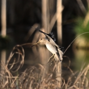 Gallinago hardwickii at Fyshwick, ACT - 26 Sep 2023